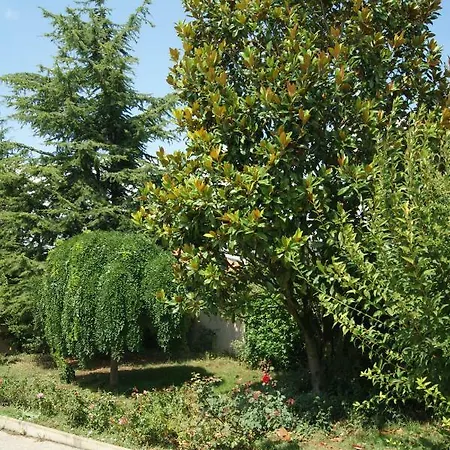 Les Deux Iris Surgères